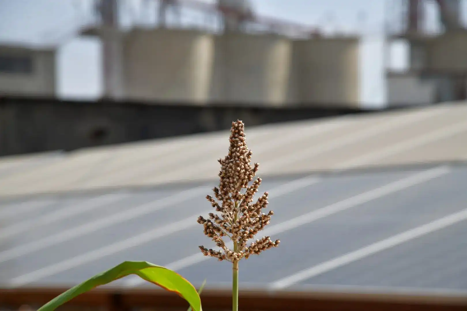 an image from Tehama Cement Factory solar system project implemented by alraebi company